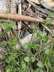 Gonocarpus micranthus