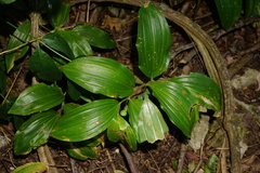 Polygonatum latifolium
