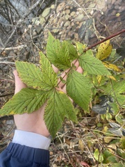 Filipendula ulmaria