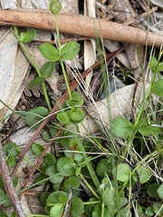 Gonocarpus micranthus
