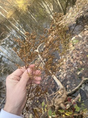 Filipendula ulmaria