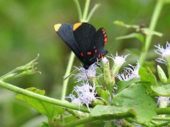 Melanis pixe