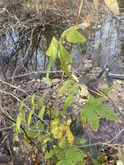 Filipendula ulmaria
