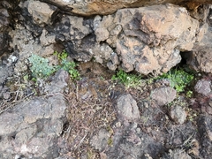 Anogramma leptophylla