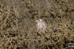 Eubranchus vittatus
