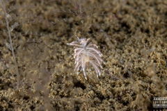 Eubranchus vittatus