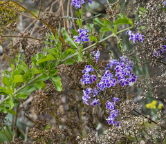 Heliotropium arborescens