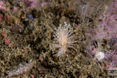 Eubranchus vittatus