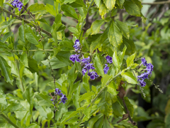 Heliotropium arborescens