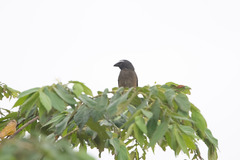 Saltator grandis