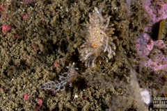 Eubranchus vittatus