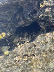 Echinometra vanbrunti