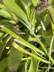 Leucauge dromedaria