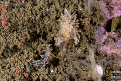 Eubranchus vittatus