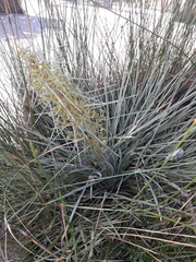 Aciphylla squarrosa