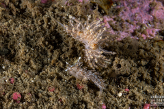 Eubranchus vittatus