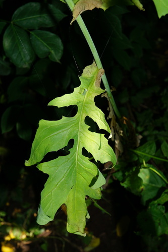 Image of Lactuca quercina by (c) Patrick Hacker, some rights reserved (CC BY)