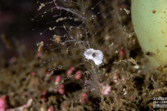 Eubranchus vittatus