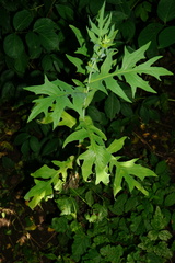 Lactuca quercina