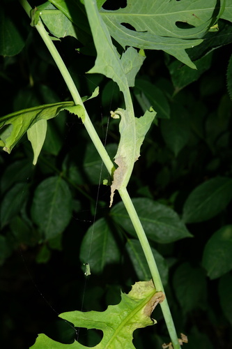 Image of Lactuca quercina by (c) Patrick Hacker, some rights reserved (CC BY)