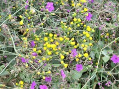 Asteraceae