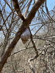 Porphyrobaphe iostoma