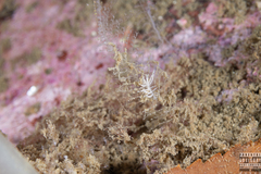 Eubranchus vittatus