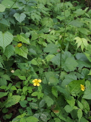 Geum japonicum