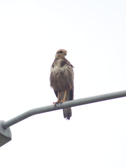 Buteogallus meridionalis