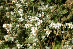 Leptospermum laevigatum
