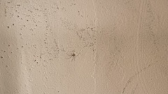 Spermophora senoculata