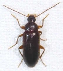 Hymenorus