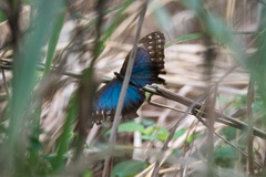 Morpho helenor montezuma