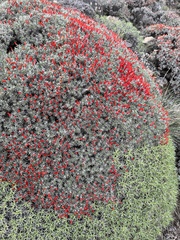 Anarthrophyllum desideratum