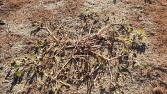 Proboscidea althaeifolia