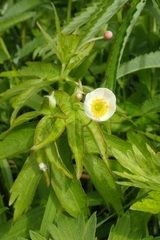 Anemonastrum dichotomum