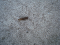Astylini