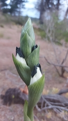 Chloraea bletioides