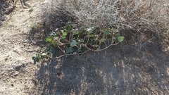 Proboscidea althaeifolia