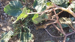 Proboscidea althaeifolia