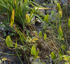 Pontederia cordata