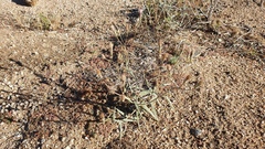 Palafoxia arida arida