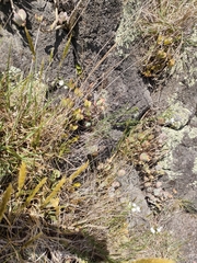 Linum monogynum monogynum