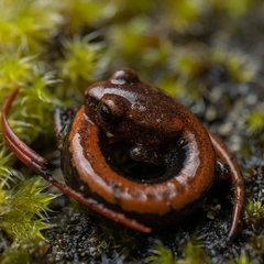Plethodon larselli