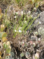 Linum monogynum monogynum