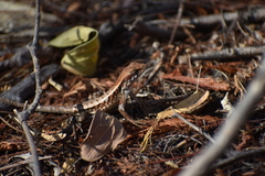 Sceloporus siniferus