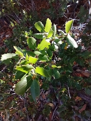 Quercus wislizeni