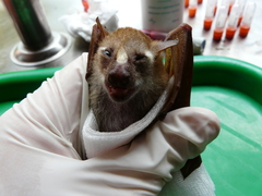 Scotonycteris occidentalis