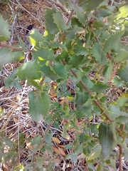 Quercus wislizeni