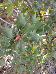 Quercus wislizeni